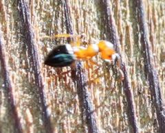 Crematogaster laeviuscula