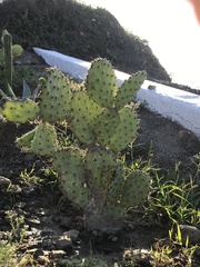Opuntia decumbens