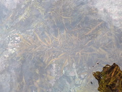 Carpophyllum flexuosum