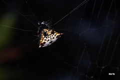 Gasteracantha kuhli
