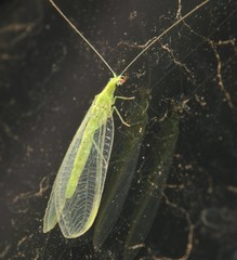 Chrysoperla plorabunda