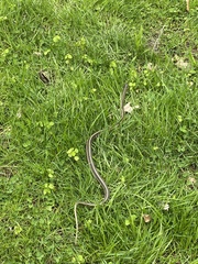 Thamnophis sirtalis