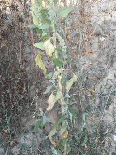 Foetid Goosefoot (Chenopodium hircinum)