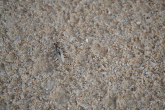 Ellipsoptera hamata pallifera