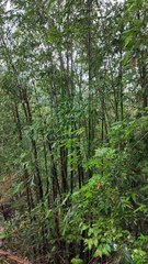 Phyllostachys edulis