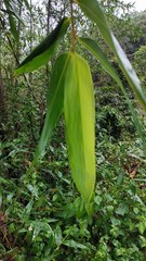 Phyllostachys edulis
