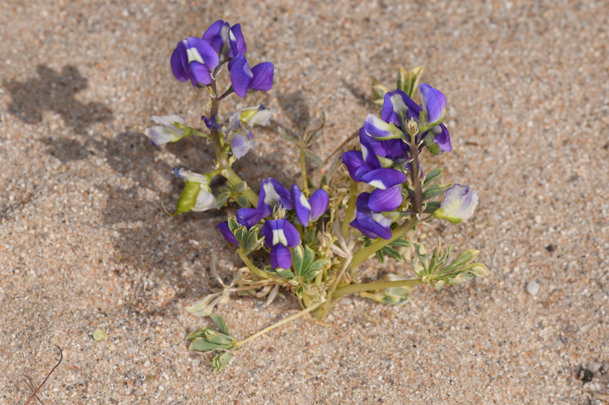 Lupinus odoratus