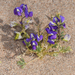 Mojave Lupine - Photo (c) Chloe and Trevor Van Loon, some rights reserved (CC BY), uploaded by Chloe and Trevor Van Loon