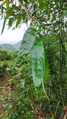 Phyllostachys edulis