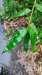 Phyllostachys edulis