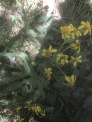 Senecio triangularis