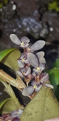 Stelis piperina