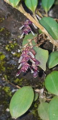 Stelis piperina