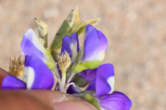 Lupinus odoratus