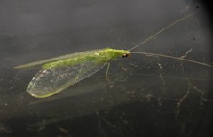 Chrysoperla plorabunda