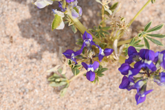 Lupinus odoratus