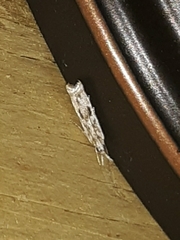 Microcrambus kimballi