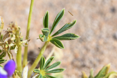 Lupinus odoratus