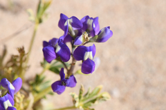 Lupinus odoratus