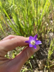 Brodiaea elegans elegans