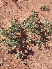 Pediomelum megalanthum