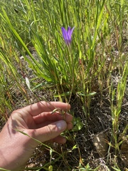 Brodiaea elegans elegans