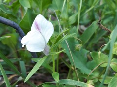 Misopates calycinum
