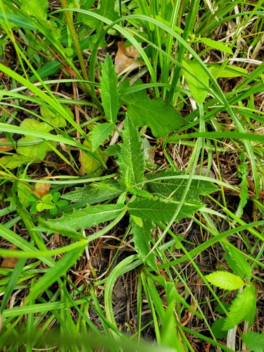 Verbena rigida