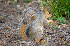 Sciurus niger limitis