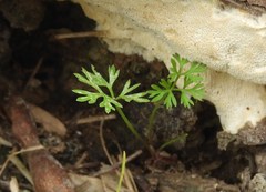 Ranunculus apiifolius