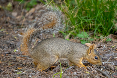 Sciurus niger limitis