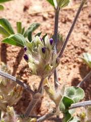 Pediomelum megalanthum