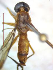 Ptecticus nigrifrons