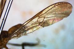 Ptecticus nigrifrons