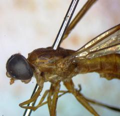 Ptecticus nigrifrons