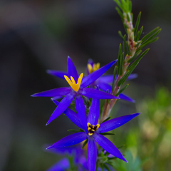 Calectasia intermedia