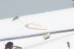 Lignyodes