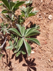 Pediomelum megalanthum