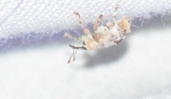 Lignyodes