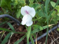 Misopates calycinum