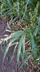 Pteris cretica