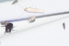 Lignyodes