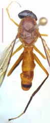 Ptecticus nigrifrons