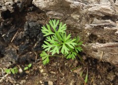 Ranunculus apiifolius