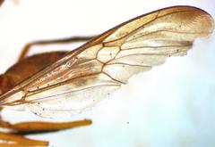 Ptecticus nigrifrons