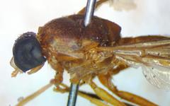 Ptecticus nigrifrons