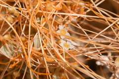 Cuscuta nevadensis