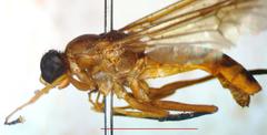 Ptecticus nigrifrons