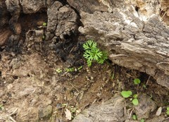 Ranunculus apiifolius