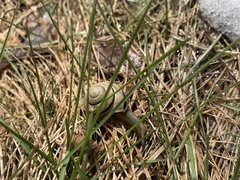 Cepaea nemoralis